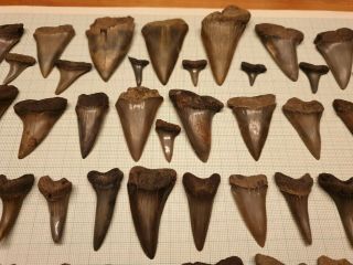 Lot104 fossil Mako Shark Cosmopolitodus Hastalis Tooth Antwerp Belgium 1 - 7 cm 2