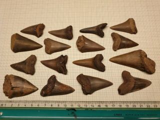 Lot104 fossil Mako Shark Cosmopolitodus Hastalis Tooth Antwerp Belgium 1 - 7 cm 3