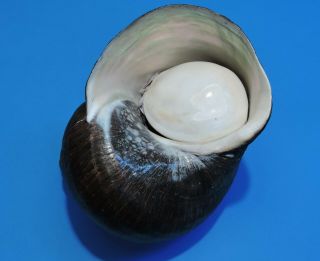 Seashell Turbo Jourdani 190mm (025)