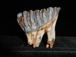 Fossil Tooth Woolly Mammoth Baby！with Great Roots Preserved！！！