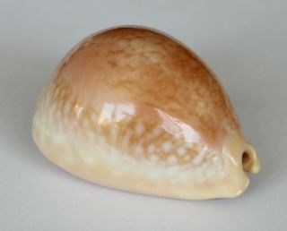 Cypraea Broderipii Somalica (raybaudi,  1981),  F,  74,  2mm.  Rare