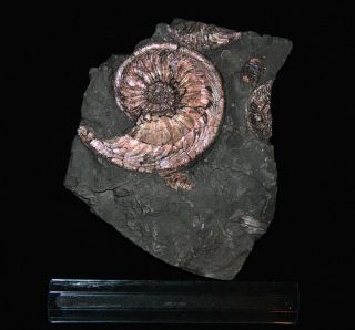 Ammonite Amoeboceras Jurassic Oxfordian Russia Fossil