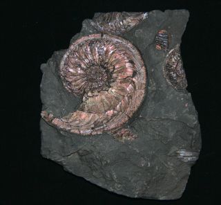Ammonite Amoeboceras Jurassic Oxfordian Russia Fossil 2