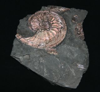 Ammonite Amoeboceras Jurassic Oxfordian Russia Fossil 3
