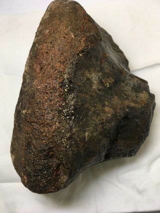 6.  2 Pounds Femur Head Petrified Dinosaur Bone Utah Red Dinosaur Fossil