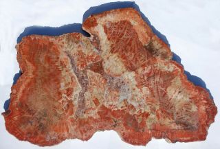 Rare,  Red,  Polished,  Very Large Arizona Petrified Wood Round - Schilderia