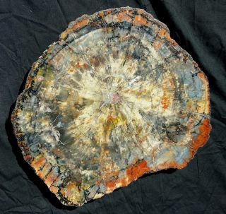 17 " Gem Quality Fossil Petrified Wood Round Arizona Chinle Blue Red Colors 5