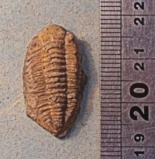 Rare Complete 2cm Estoniops Jamesii : Ordovician,  Co Waterford,  Eire