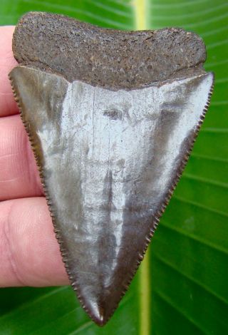 Great White Shark Tooth - Over 2 & 1/2 In.  Serrated - Real - No Restorations