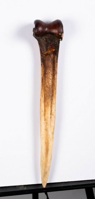 Papua Guinea Cassowary Bone Dagger,  Incised Designs 3