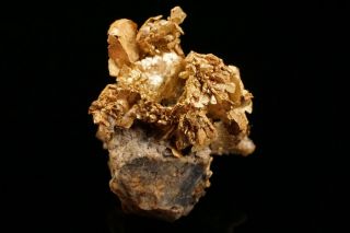RARE OLD Native Gold Crystal Cluster DIXIE MINE,  COLORADO 2