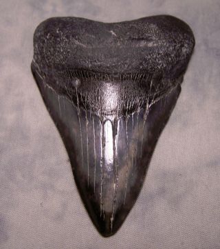 Megalodon Tooth 4 7/16 " Shark Teeth Fossil Jaw Megladon Scuba Dive Meg Huge