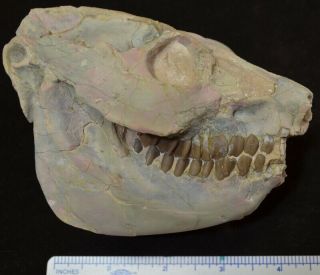 Oreodont Skull,  Leptauchenia Decora,  Fossil,  Badlands South Dakota,  Oligo,  O1196