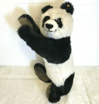 Steiff Molly Panda Bear Lying Plush Big 70cm 28in Id Button Tag 1985 - 87