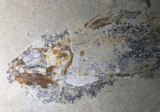 Rare Coelacanth Fish Macropomoides Orientalis From Lebanon Fossil Trilobiteaeons