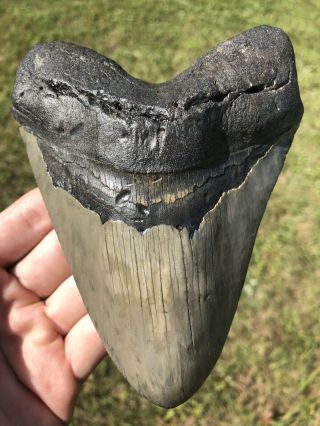 Huge 5.  74” Megalodon Tooth Fossil Shark Teeth