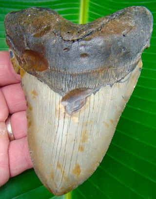 Megalodon Shark Tooth 5 & 1/16 In.  Huge Size - No Restorations