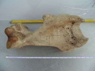 Woolly Rhinoceros.  Fossil Leg Pleiscocene Museum Quality.  From Siberia