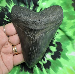 Megalodon Sharks Tooth 4 9/16  Inch No Restorations Fossil Sharks Teeth Tooth