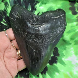 Megalodon Sharks Tooth 5 1/16  Inch No Restorations Fossil Sharks Teeth Tooth