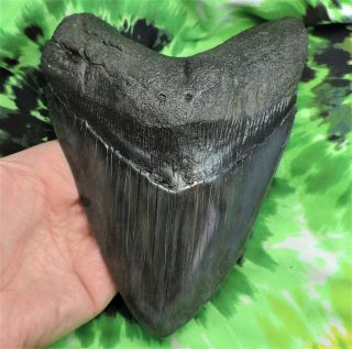 Megalodon Sharks Tooth 6 9/16  Inch Fossil Sharks Teeth Tooth