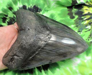 Megalodon Sharks Tooth 6 9/16  inch fossil sharks teeth tooth 2