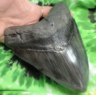 Megalodon Sharks Tooth 6 9/16  inch fossil sharks teeth tooth 3