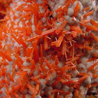 Very Fine 4 Inch Vibrant Orange/red Adelaide Mine Crocoite Crystals On Gibbsite
