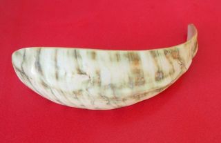 FINE OLD OCEANIC POLYNESIAN PAPUA GUINEA CARVED SHELL CURRENCY SPOON LADLE 2