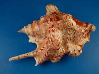 Strombus Taurus,  Dark Color And Pattern,  Large 97.  1mm,  Guam Shell