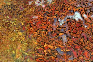 Autumn Colored Dinosaur Gem Bone 1920 • 133 Grams • Lapidary Rough