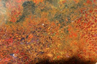 Autumn Colored Dinosaur Gem Bone 1921 • 214 Grams • Lapidary Rough