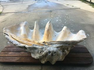 Vintage Natural Giant Clam Shell 30.  5 " Long X 20.  5 