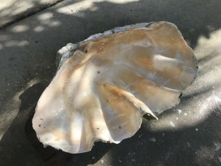 vintage natural giant clam shell 30.  5 