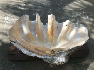 vintage natural giant clam shell 30.  5 