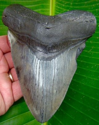 Megalodon Shark Tooth - 5 & 9/16 In.  - Silver / Grey - Real - No Restorations