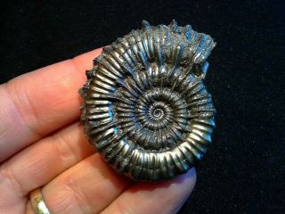 French Pyrite Ammonite - - Porpoceras Vortex - - 46mm - - Jurassic