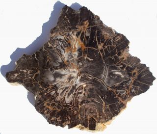 Large,  Thick,  Heavy Nevada Petrified Wood Round - Conifer