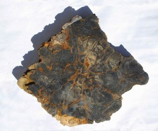 Large,  Thick,  Heavy Nevada Petrified Wood Round - Conifer 2