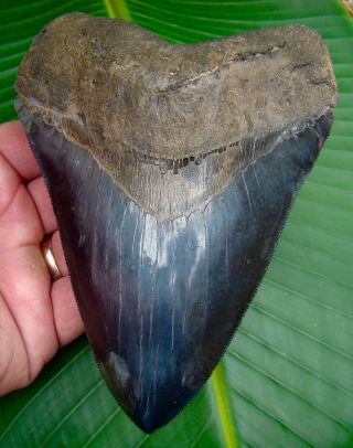Megalodon Shark Tooth - Over 5 & 3/4 In.  - Real - Gold Pyrite - No Restorations
