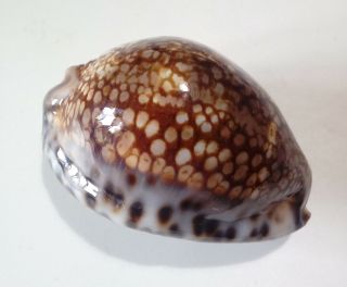 Shell Cypraea Maculifera Hawaiiensis Hawaii 81,  35 Mm Xxxl Size