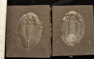 Fossil Trilobites - Pseudogygites Lattimarginatus From Ontario