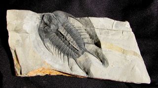 Ebay Ultimate Massive Olenoides Vali Trilobite Fossil