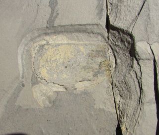 Awesome Phylocarid Arthropod Fossil With Telson