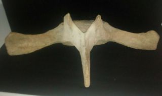 Vintage 25 " Whale Vertebrae - Thoracic Spine - From Alaska