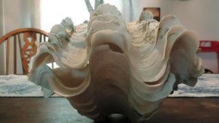 Giant Clam Shell Tridacna Gigas Large Natural Clam Shell