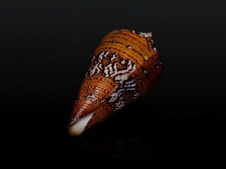 Seashell Conus cedonulli Crazy shell Gorgeous Dark F,  /Gem 45.  5 mm 2