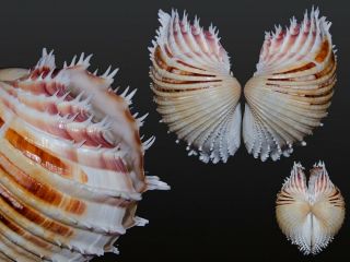 Seashell Cardium Indicum Top Game For Aesthete Very Toothy 97.  1 Mm