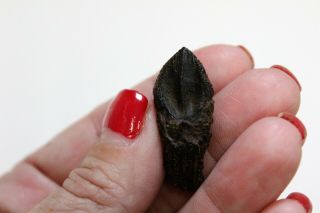 Small Triceratops Tooth - Dinosaur Fossil
