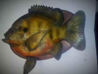 Vintage Record 13 " Real Skin Fish Mount Bluegill Perch Crappie Taxidermy